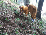 演慧师父带领众僧在挖掘野生黄精